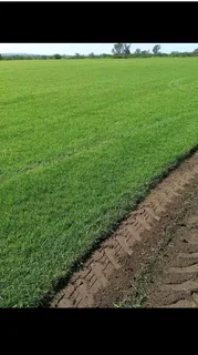 Farm fresh evergreen instant lawn