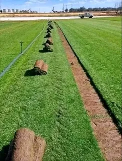 Farm fresh evergreen instant lawn