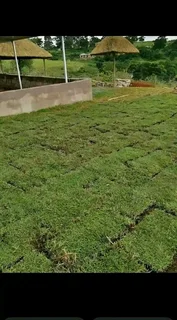 Farm fresh evergreen instant lawn