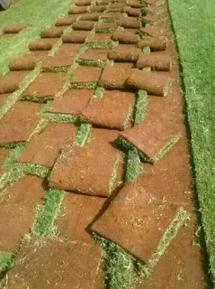 Farm fresh evergreen instant lawn