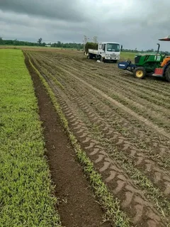 Farm fresh evergreen instant lawn