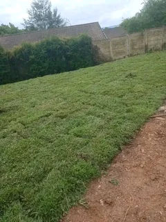 Farm fresh evergreen instant lawn