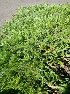 Farm fresh evergreen instant lawn
