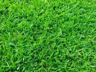 Evergreen instant lawn