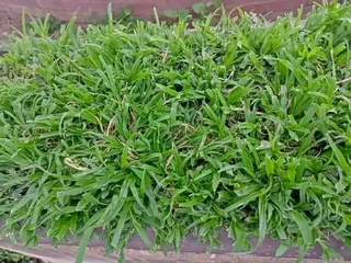 Evergreen instant lawn