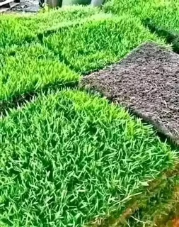 Evergreen instant lawn