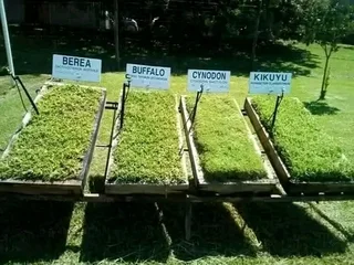 Evergreen instant lawn