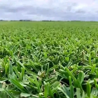 Farm fresh evergreen instant lawn