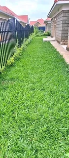 Evergreen instant lawn