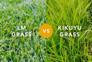 Evergreen instant lawn 0828484303