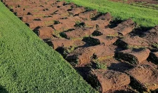 Evergreen instant lawn 0828484303