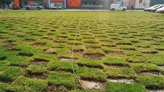 Evergreen instant lawn 0828484303