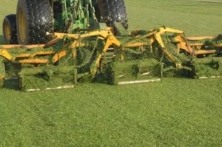 Evergreen instant lawn 0828484303