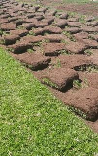 Evergreen instant lawn 0828484303