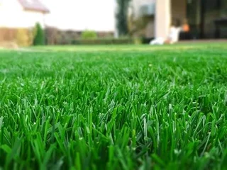 Farm fresh evergreen instant lawn