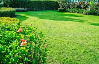 LM Berea Shade, Kikuyu, Buffalo, Royal Blue