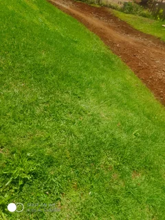 LM Berea Shade, Kikuyu, Buffalo, Royal Blue