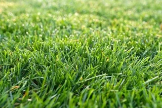 LM Berea Shade, Kikuyu, Buffalo, Royal Blue