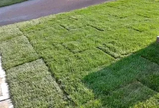 LM Berea Shade, Kikuyu, Buffalo and Royal Blue