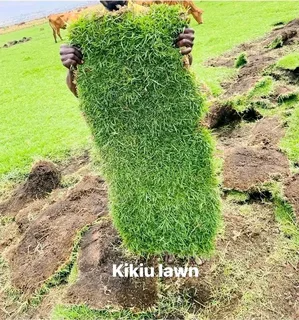 LM Berea Shade, Kikuyu, Buffalo and Royal Blue