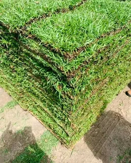 Lm Berea Shade Kikuyu Buffalo And Royal Blue