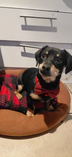 Puppy - Ad posted by Dhiya