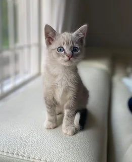 Lynx Point Siamese Kitten