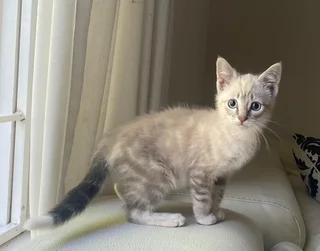 Lynx Point Siamese Kitten