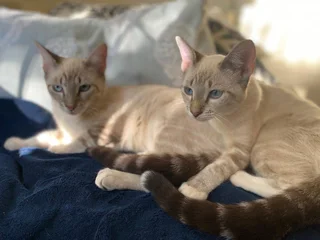 Lynx Point Siamese Kitten
