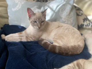 Lynx Point Siamese Kitten