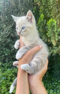 Lynx Point Siamese Kitten