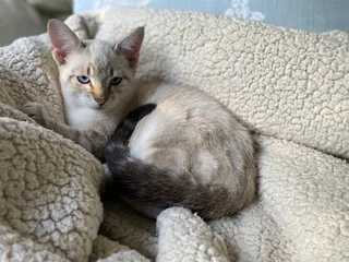 Lynx Point Siamese Kitten