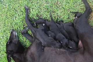 Quality Boerwindhond (Greyhound) Puppies For Sale - Bloemfontein South Africa