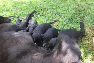 Quality Boerwindhond (Greyhound) Puppies For Sale - Bloemfontein South Africa