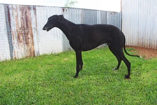 Quality Boerwindhond (Greyhound) Puppies For Sale - Bloemfontein South Africa