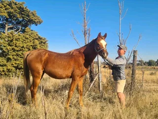 Arabian Stallion For Sale - Bloemfontein, South Africa