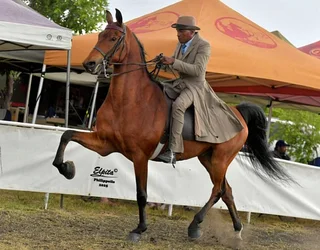 Saddlbred Gelding For Sale - Bloemfontein, South Africa