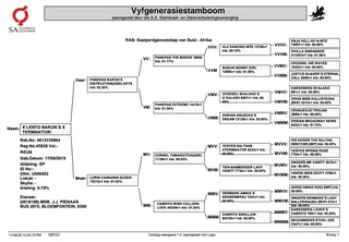 Saddlbred Gelding For Sale - Bloemfontein, South Africa