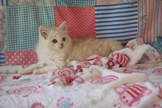 Doll Face Persian Boy For Sale - Bloemfontein, South Africa