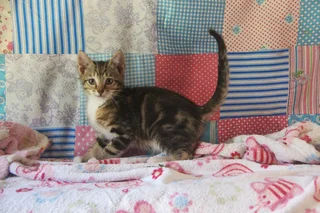 Bengal Cross Kittens For Sale (Bengal Dad  x Normal Mom) - Bloemfontein, South Africa