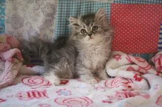 Doll Face Persian Girl For Sale - Bloemfontein, South Africa