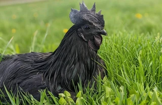 Ayam cemani chickens