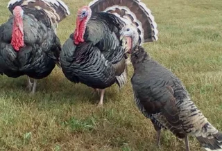 Young turkeys and adults