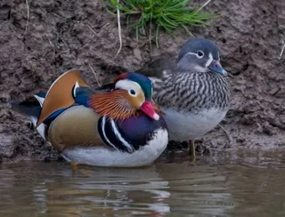 Beautiful ducks