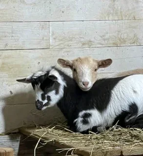 Dwarf goats