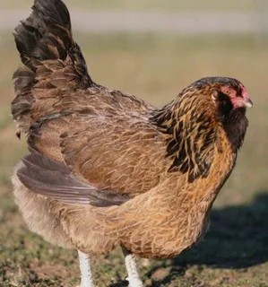 Easter egger chickens