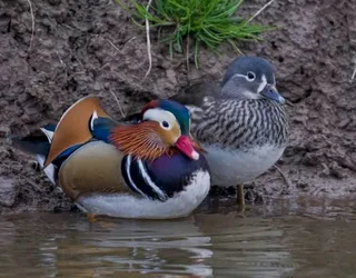 Beautiful ducks