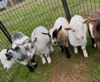 Dwarf goats