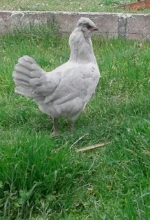 British long tail Araucana chickens