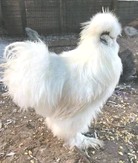 Bearded silkie chickens
